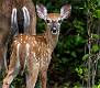 White-tailed Deer-11